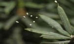 世界上最稀有的十种花 三千年开花一次的优昙婆罗花上榜 世界上最稀有的十种花 三千年开花一次的优昙婆罗花上榜